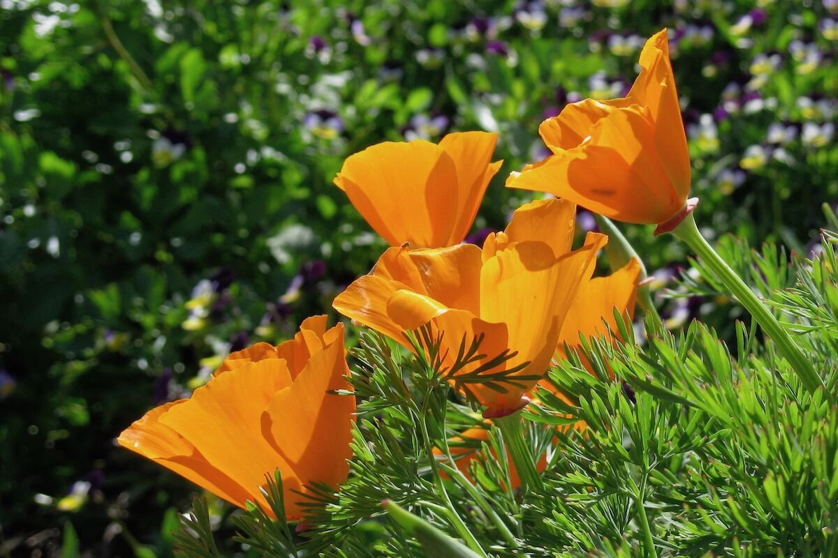 California poppies” width=